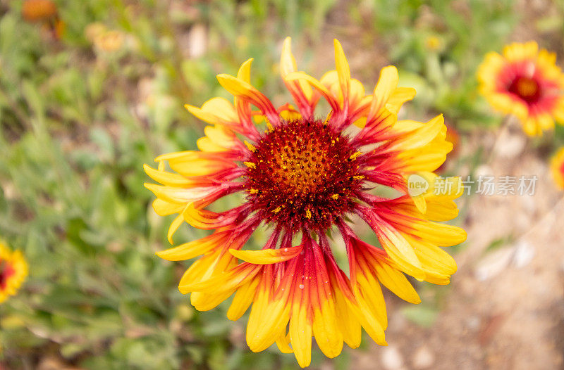 希腊克里特岛Rethymnon镇的Gaillardia aristata“Granretip”太阳爆发